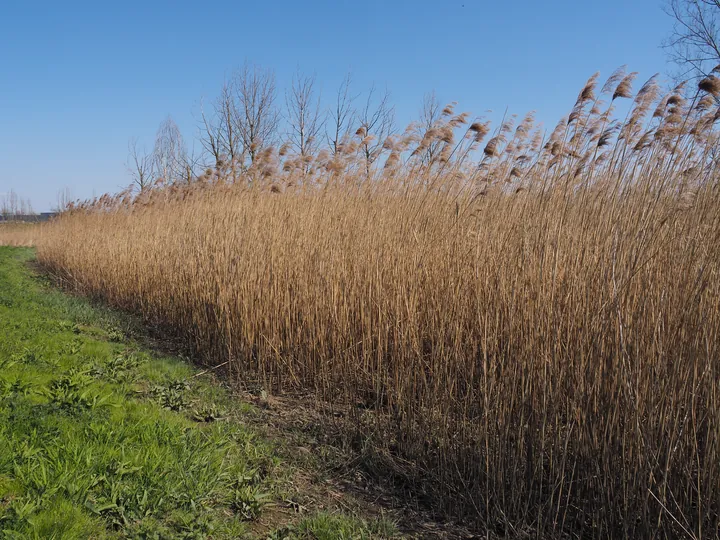 Kalkense Meersen (België)